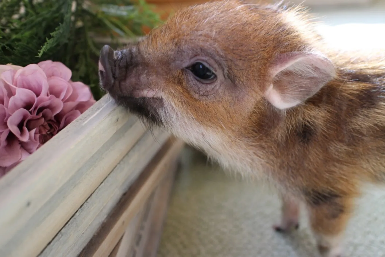 ミニサイズのマイクロブタさんと遊べる「マイピッグカフェ」レポ_639389