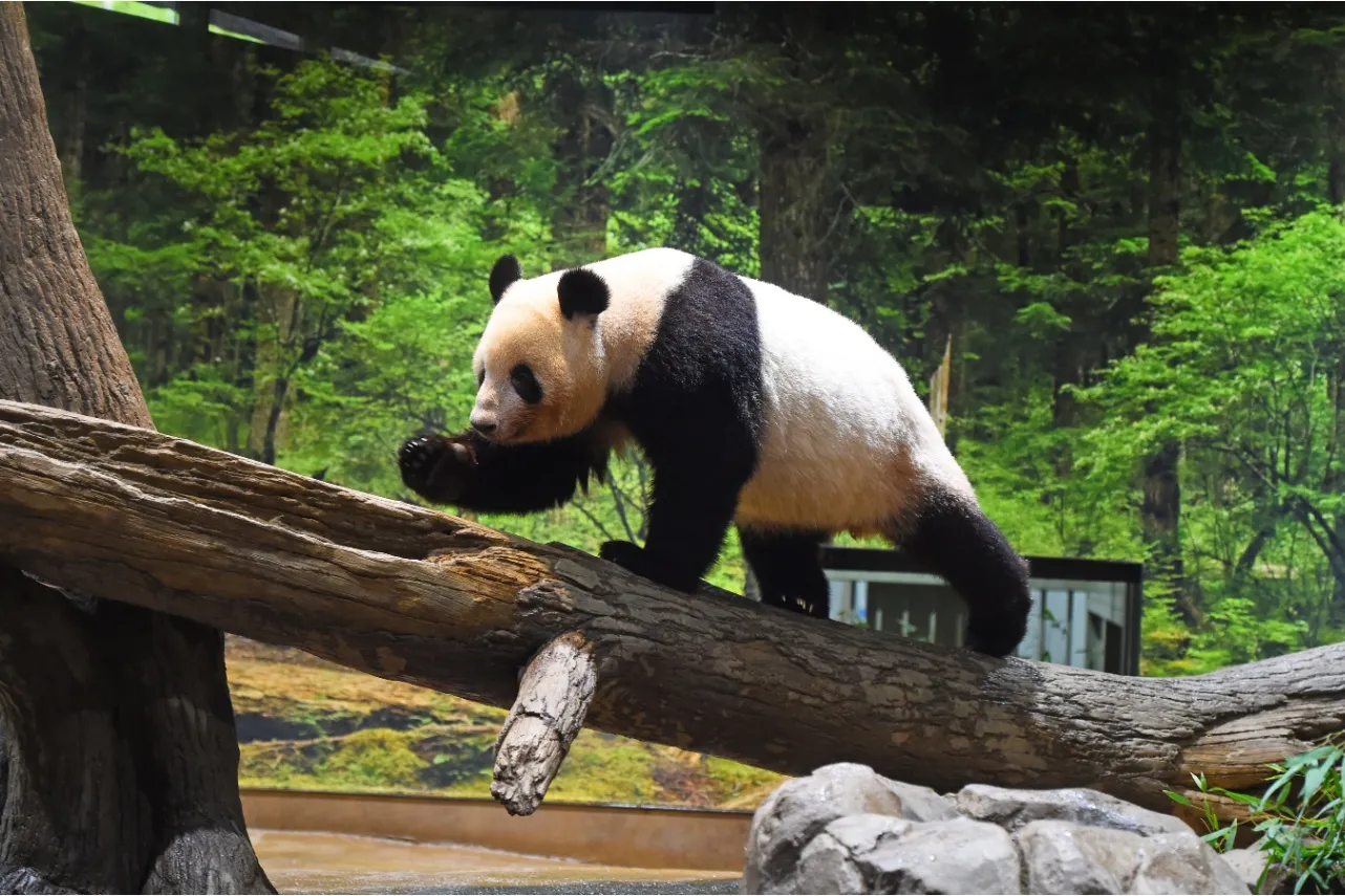 ▲画像提供:(公財)東京動物園協会