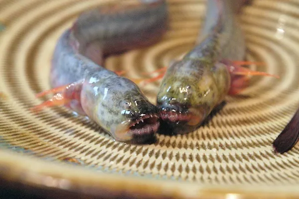 【閲覧注意】海のエイリアンにサメも？ 都内で珍しい魚を食べられる料理店3選