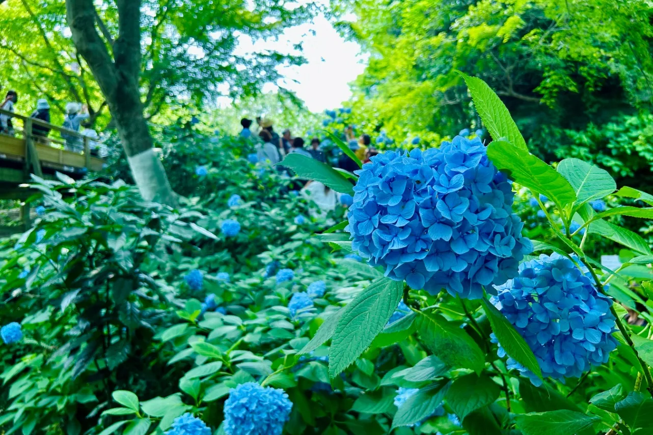 ▲正門を入ってすぐに明月院ブルーがお出迎え