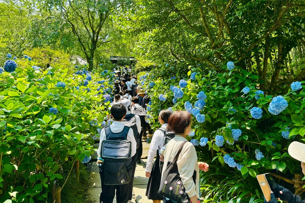 ▲「明月院」山門下