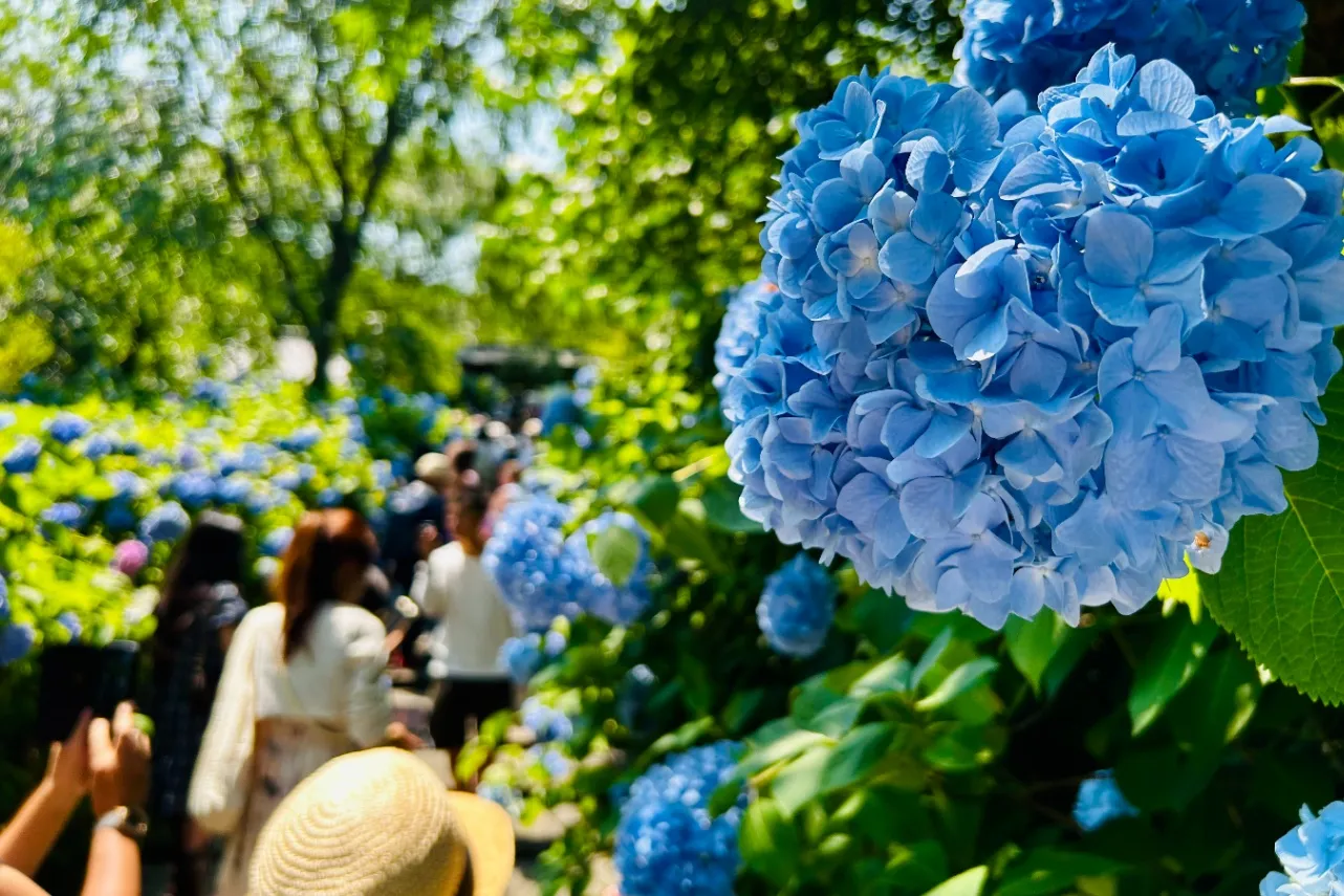 ▲「明月院」山門下