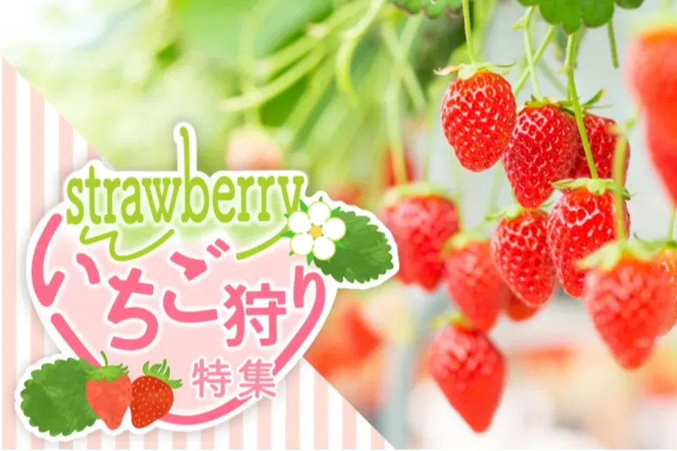 関東のいちご狩り情報が満載！