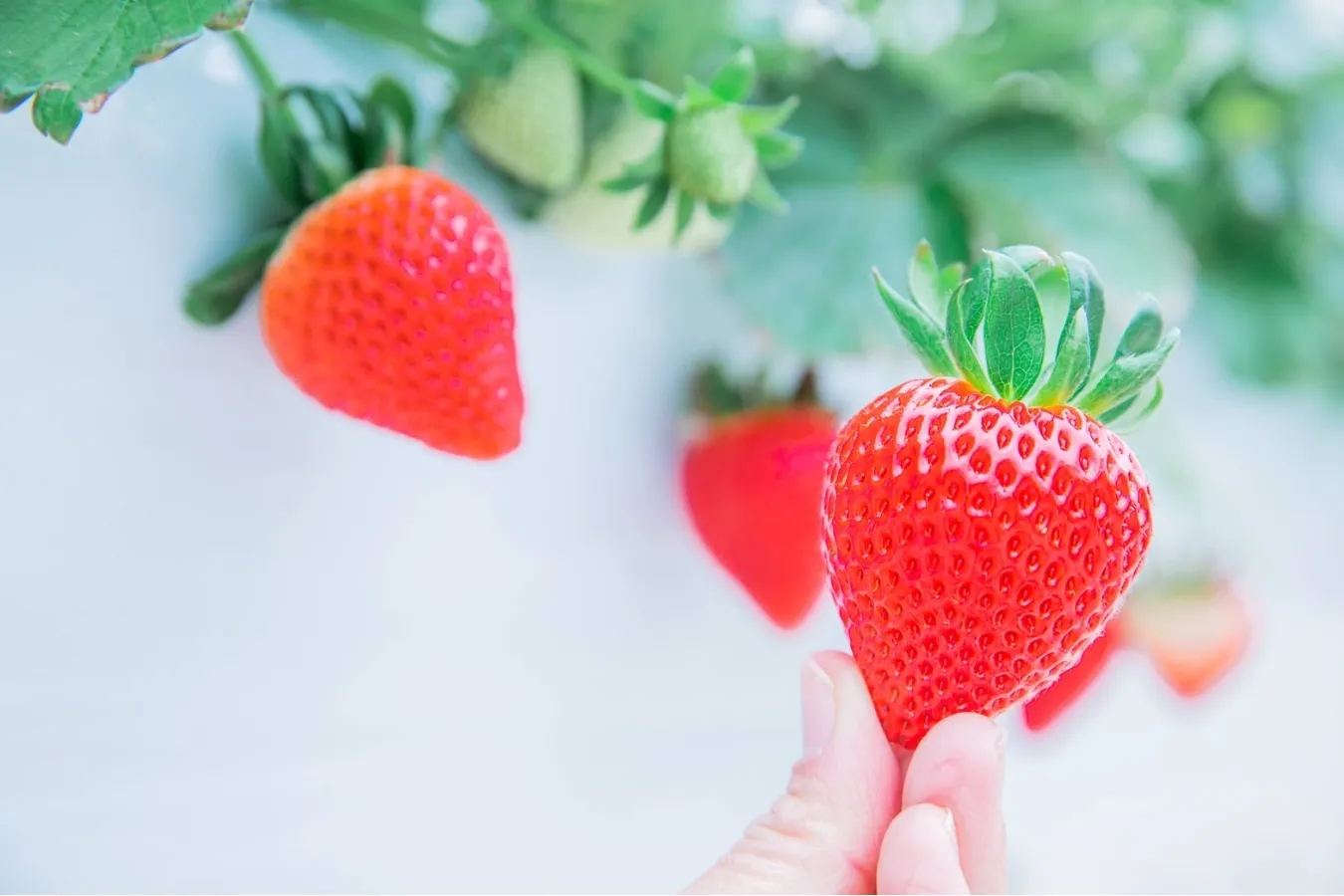 白いちごも！都内＆東京近郊イチゴ狩りスポット5選_3250743
