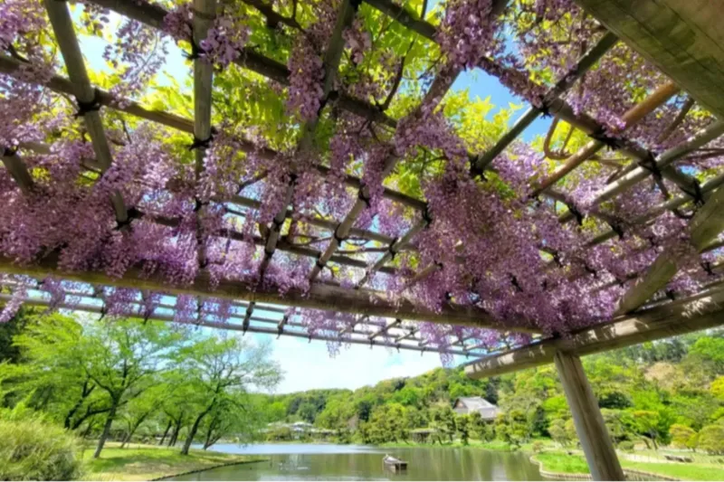 【2026】神奈川「藤の名所」4選！藤棚の見ごろやイベントも紹介