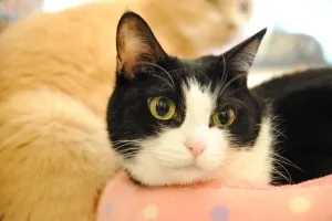 【潜入レポ】猫カフェ婚活「ねこんかつ」とは？