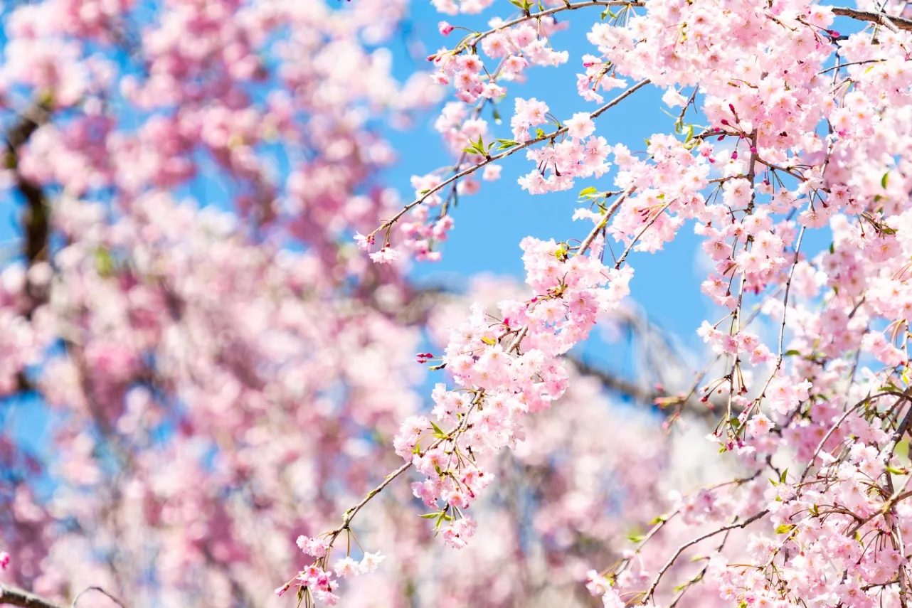 お花見デートするなら！外さないおすすめスポット8選【2026】_3369524