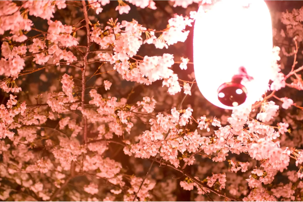 お花見デートするなら！外さないおすすめスポット8選【2026】_3369525