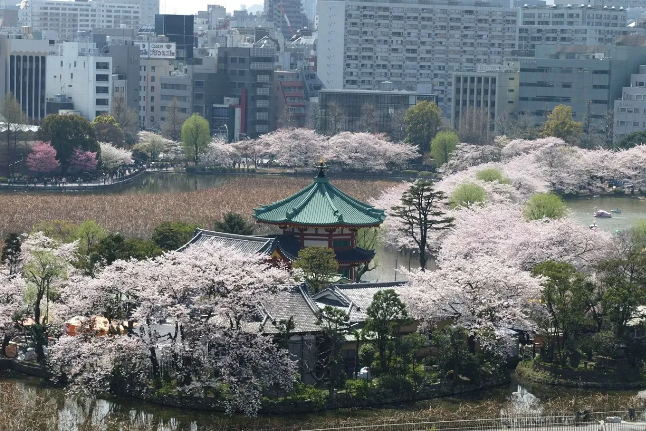 ▲桜シーズンの景観