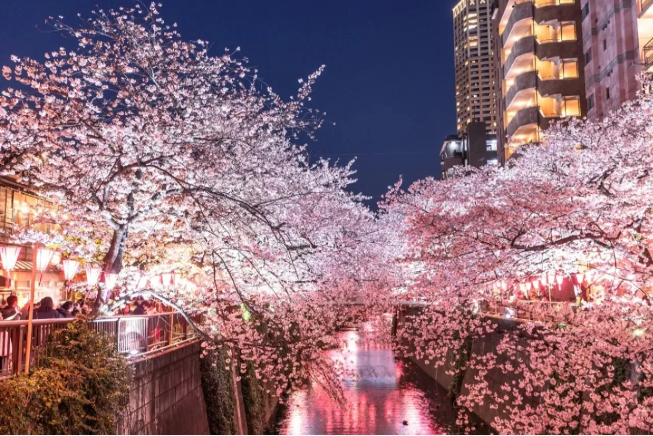 お花見デートするなら！外さないおすすめスポット8選【2026】_3369528