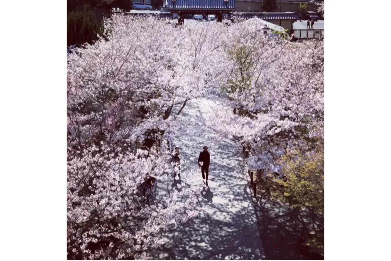 お花見デートするなら！外さないおすすめスポット8選【2026】_3369531