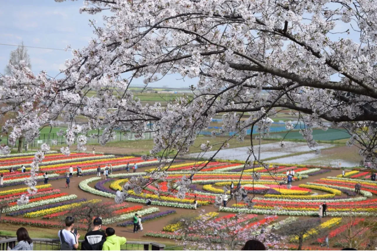 お花見デートするなら！外さないおすすめスポット8選【2026】_3369534