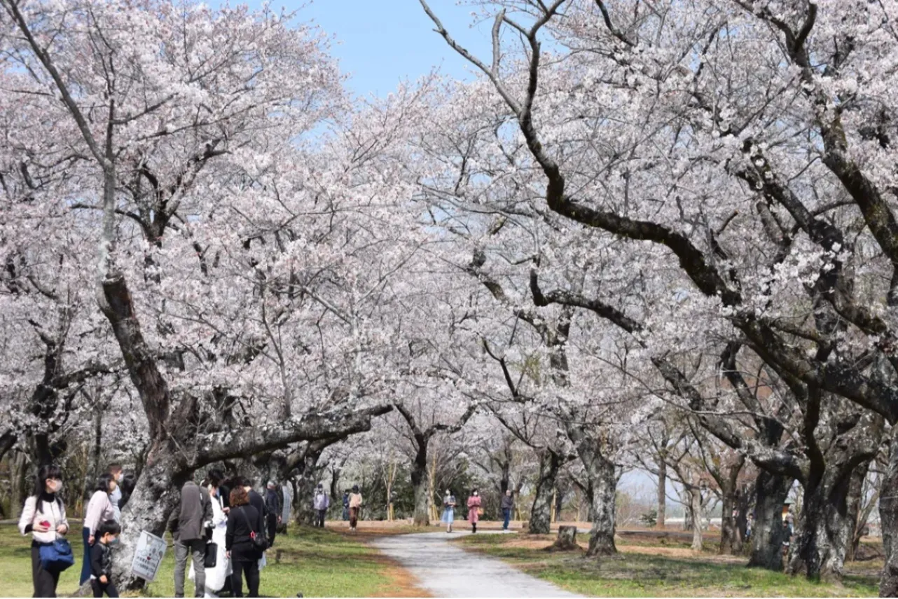 お花見デートするなら！外さないおすすめスポット8選【2026】_3369535