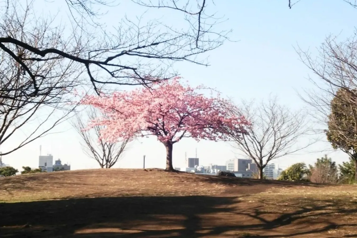 ▲河津桜