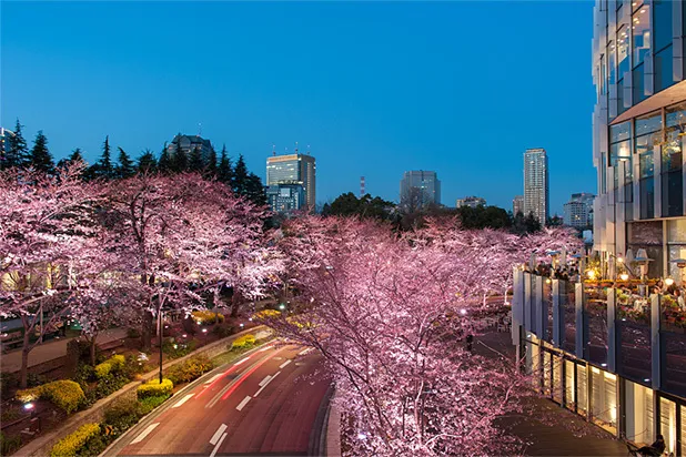夜景プロが選ぶ！「夜桜×夜景」を楽しむ六本木デートスポット