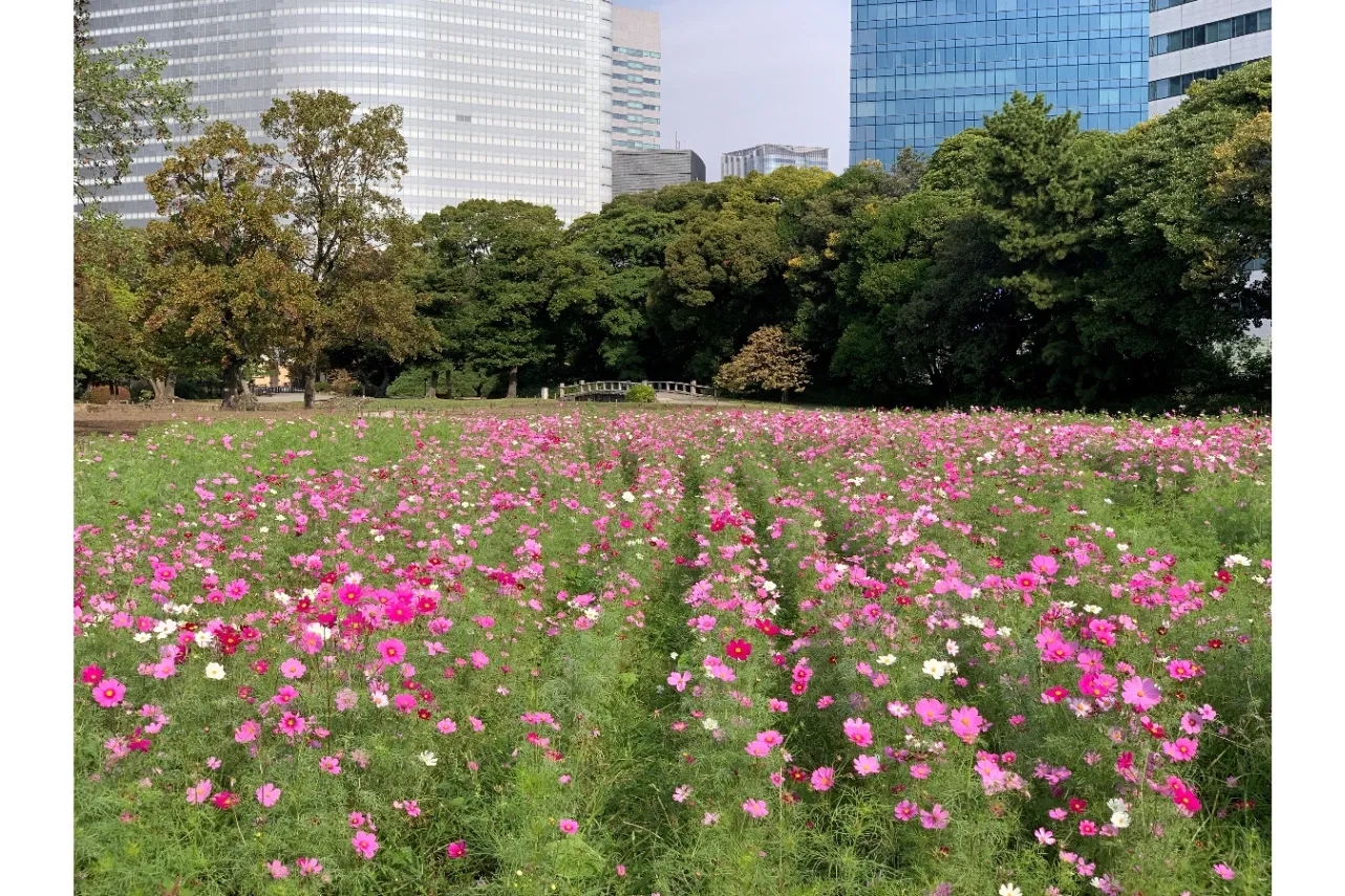 ▲写真提供：公益財団法人東京都公園協会（写真は過去の様子）