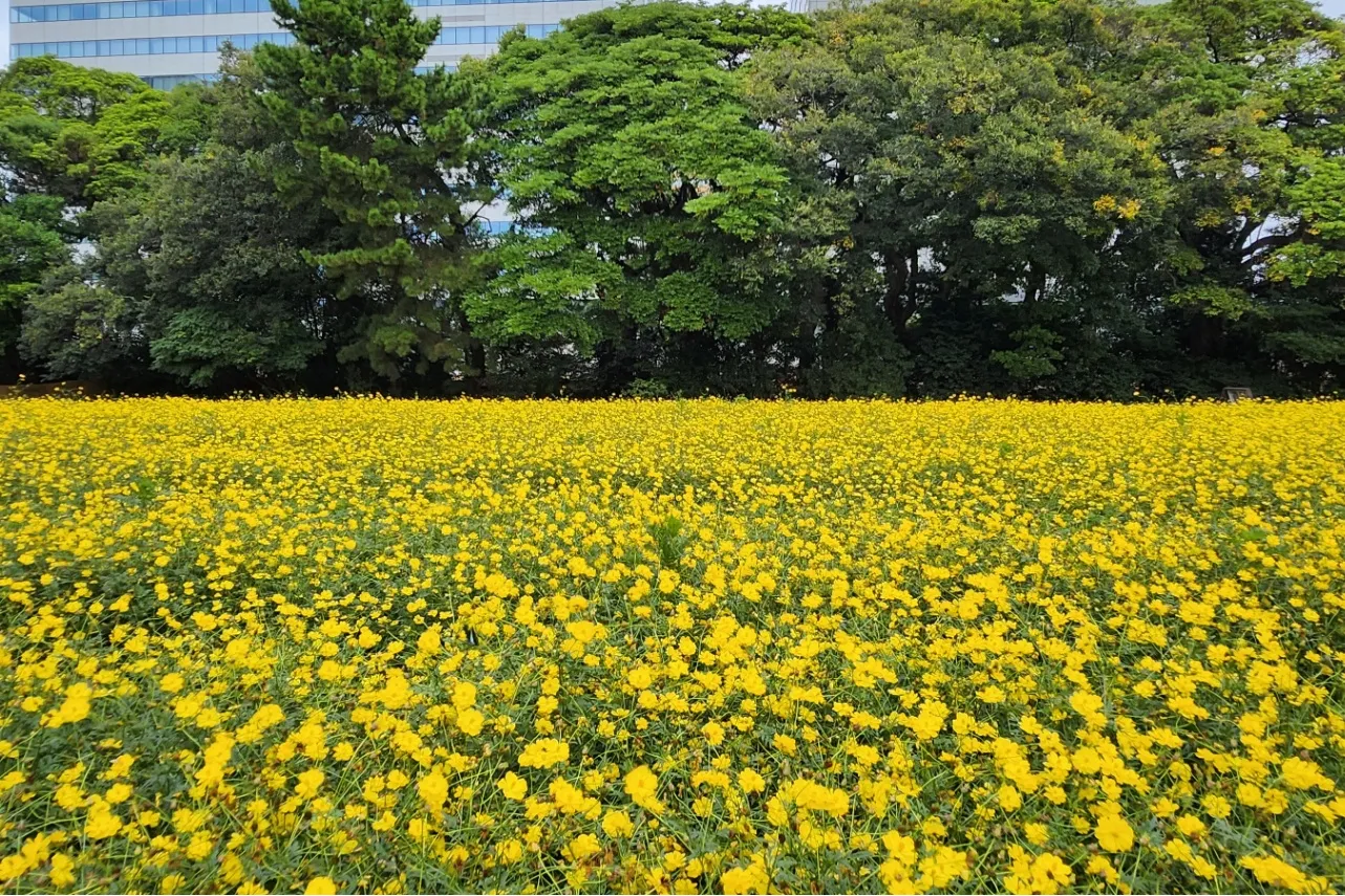 ▲写真提供：公益財団法人東京都公園協会（写真は過去の様子）