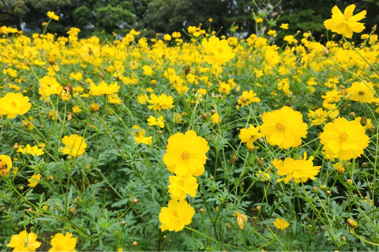▲写真提供:公益財団法人東京都公園協会(写真は過去の様子)