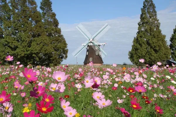 千葉のコスモス畑まとめ