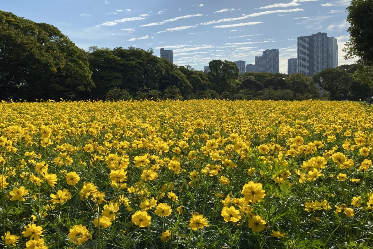 ▲写真提供：公益財団法人東京都公園協会（写真は過去の様子）