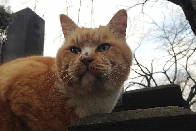 【看板ネコ巡り】話題のネコの聖地、谷中で世界に一つの招き猫づくり
