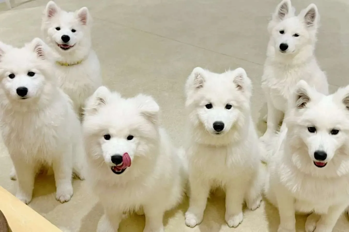 ▲モッフモフのかわいいサモエドたちがお出迎え!