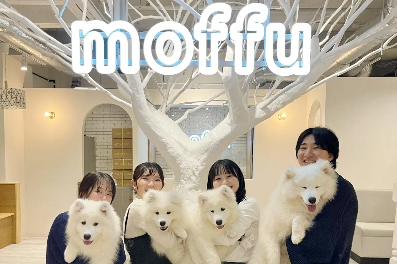 ▲サモエドたちはとてもフレンドリー。やさしく触れ合って