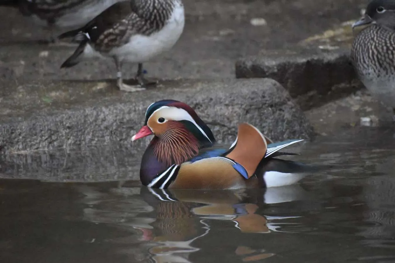 ▲オシドリ（提供：（公財）東京動物園協会）