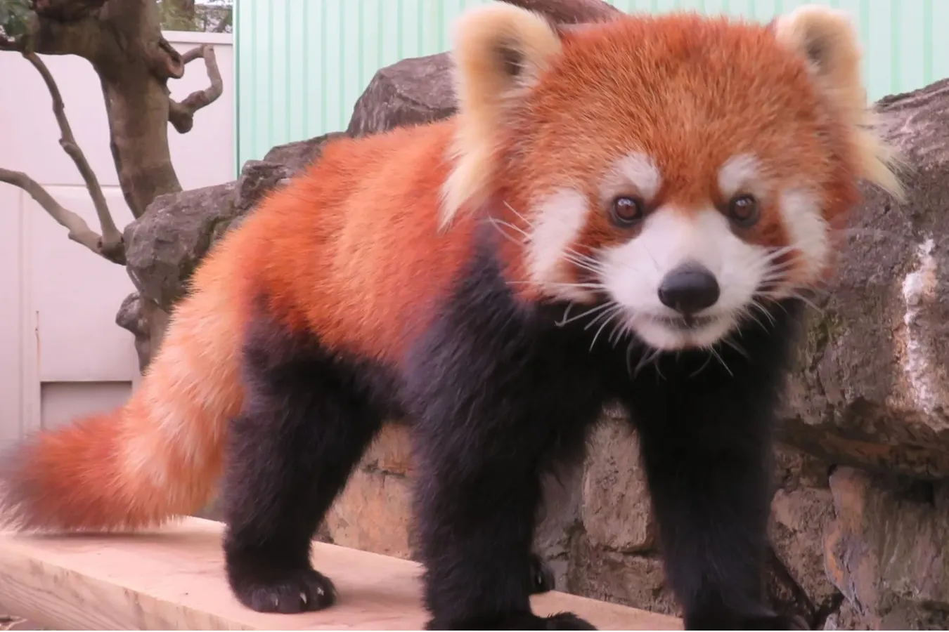 ▲レッサーパンダ