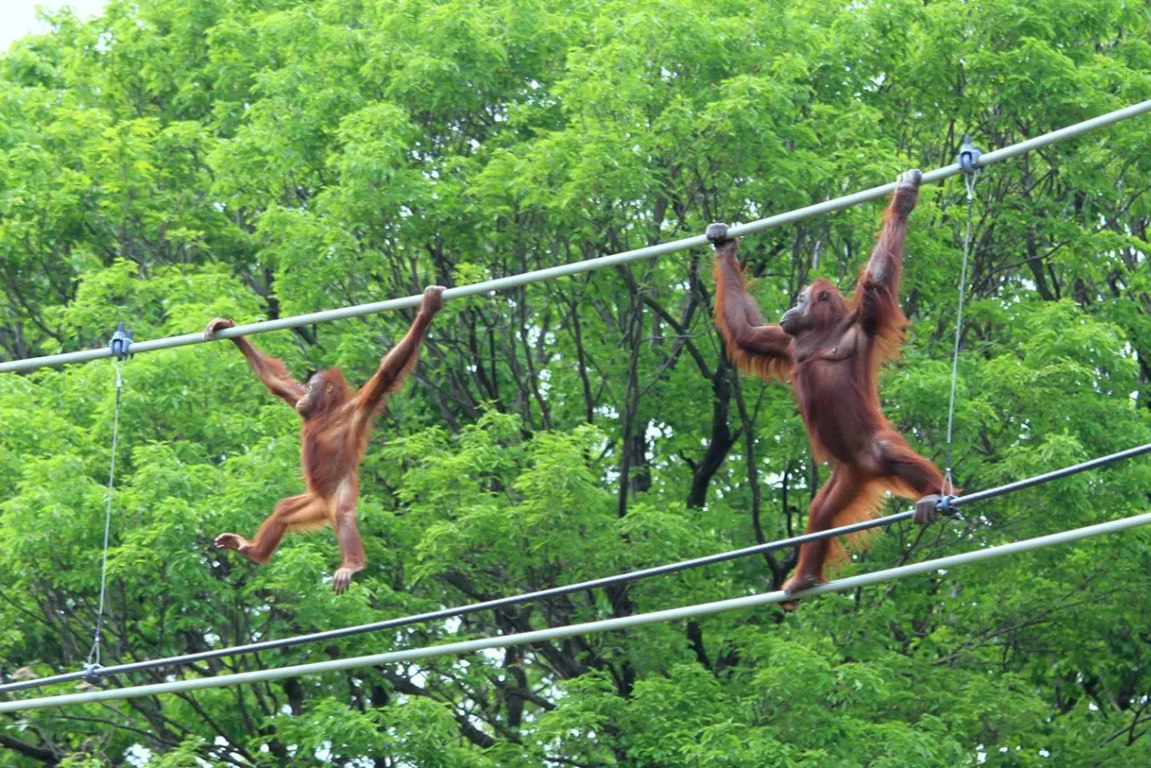 ▲スカイウォーク