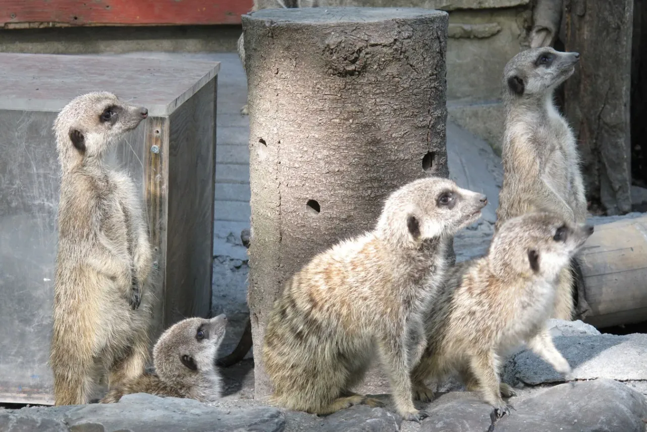 ▲ミーアキャット