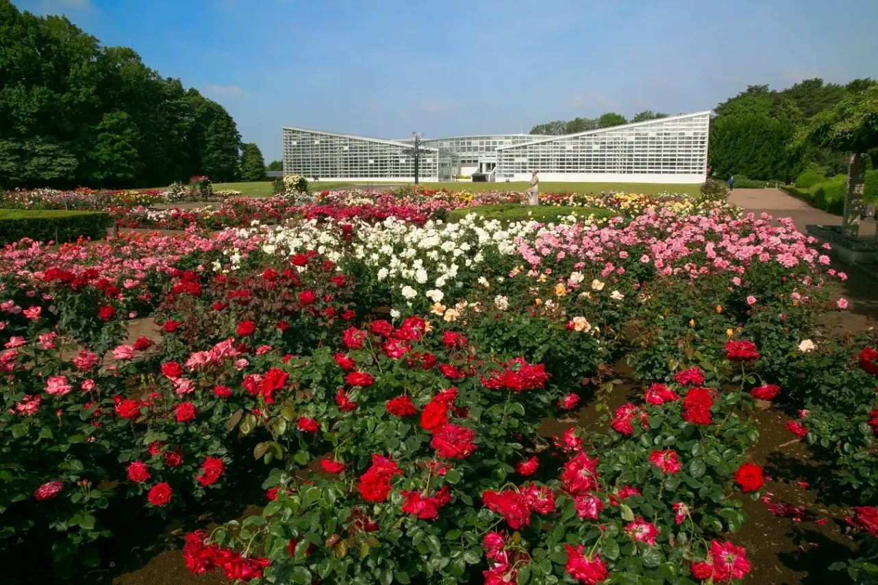 ▲ばら園　※写真提供：神代植物公園