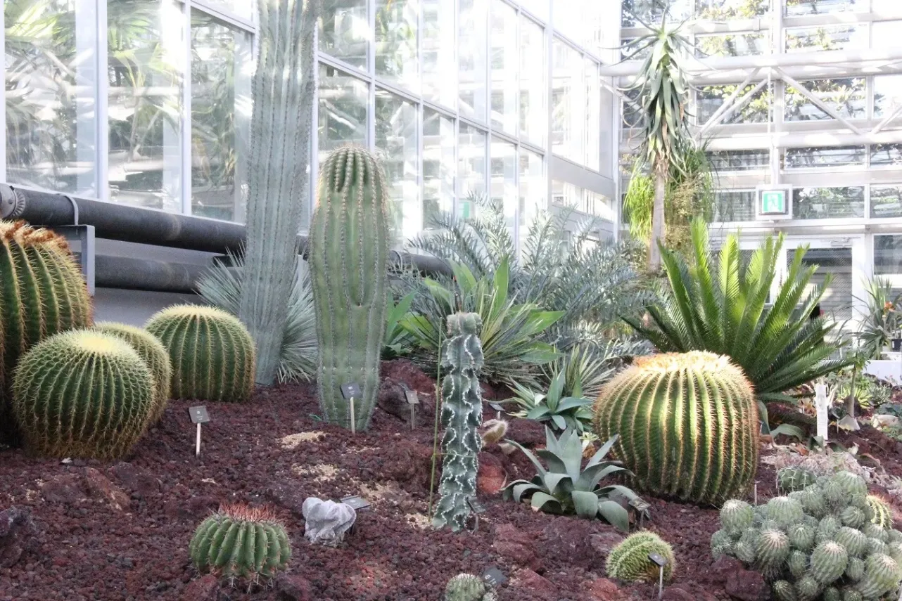 ▲大温室（乾燥地植物室）　※写真提供：神代植物公園