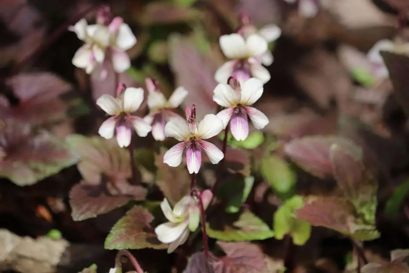 ▲タカオスミレ