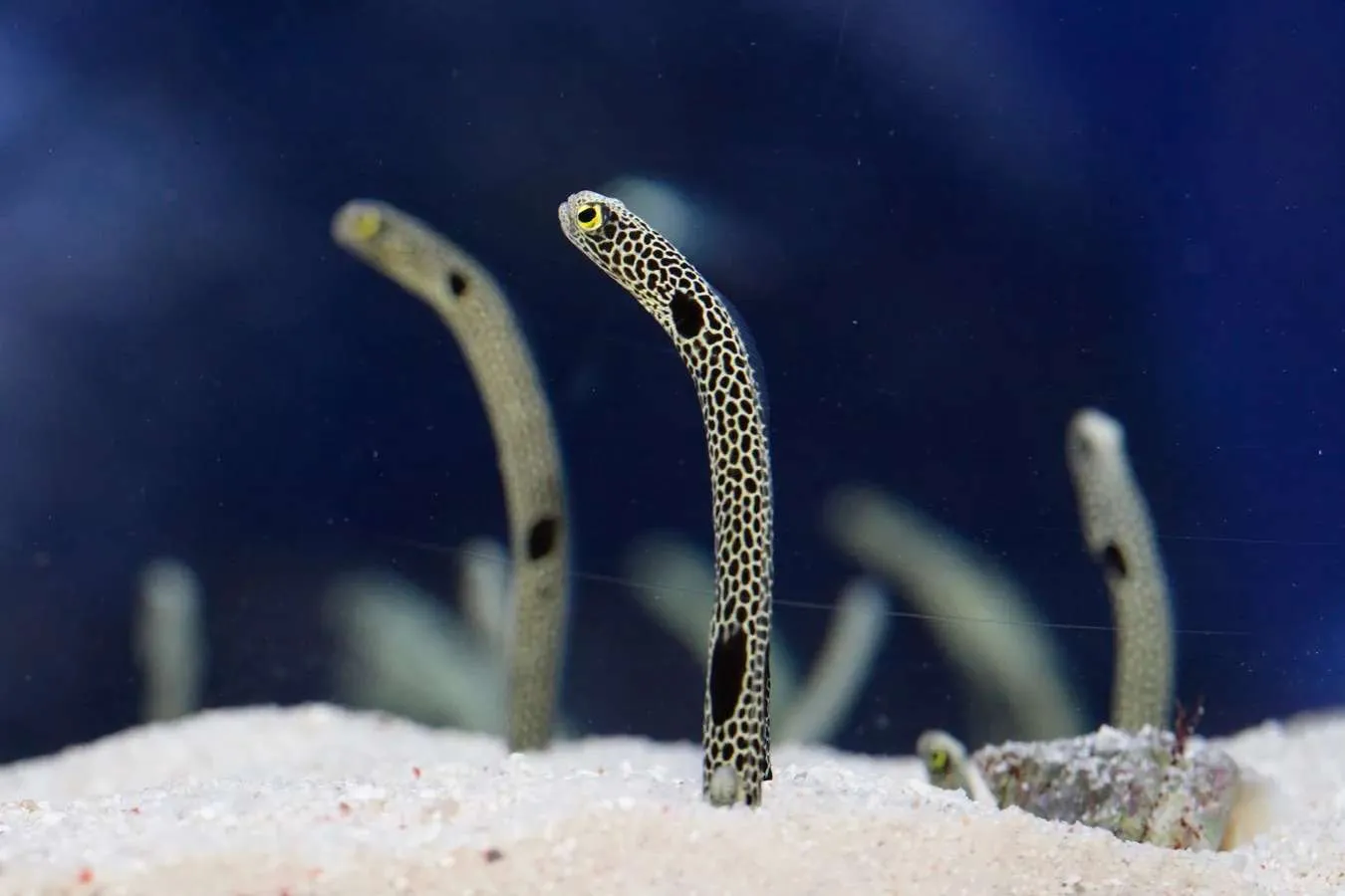 すみだ水族館