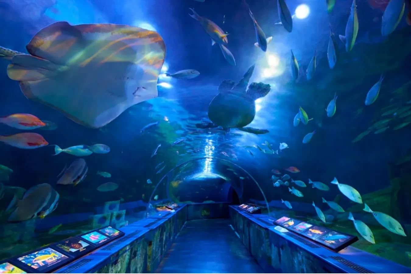 しながわ水族館
