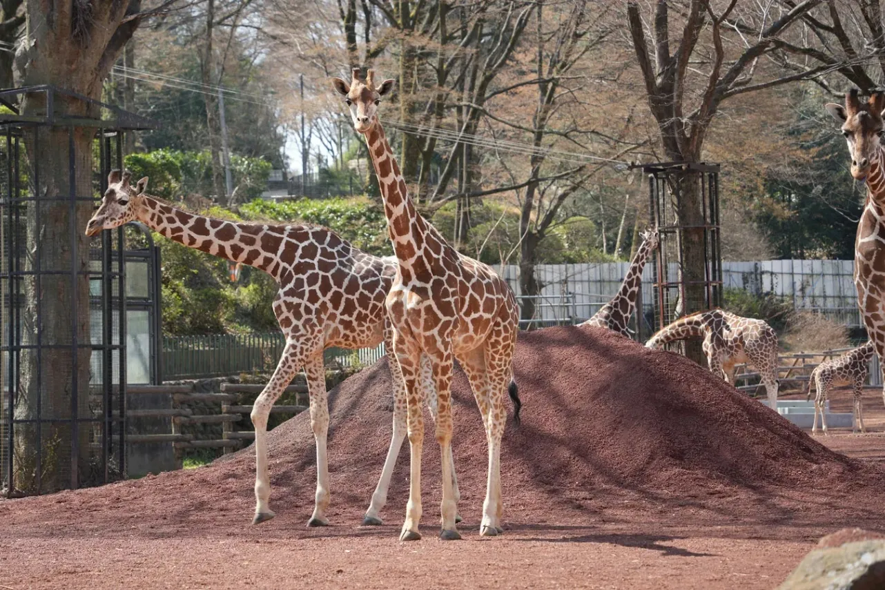 多摩動物公園