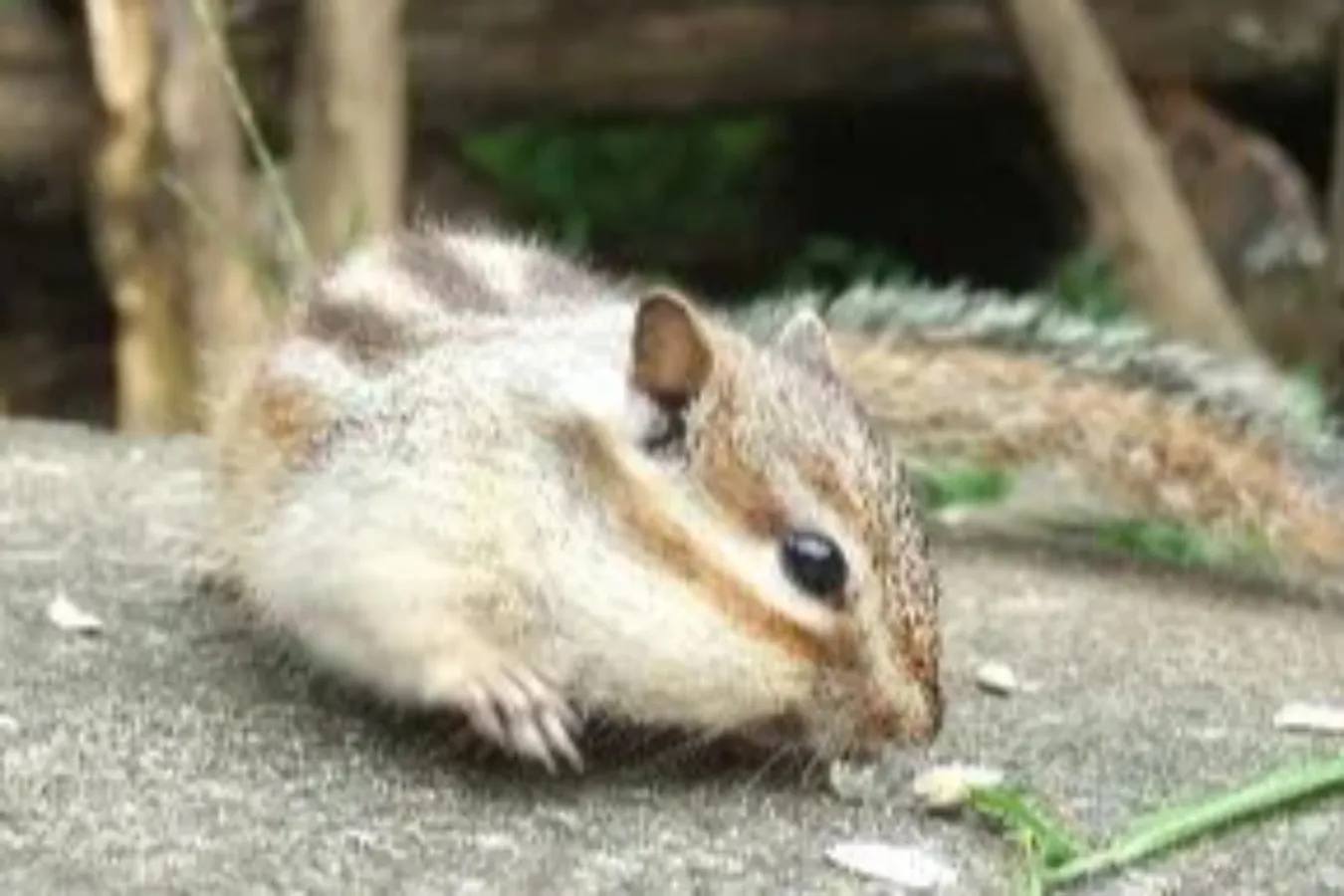 町田リス園