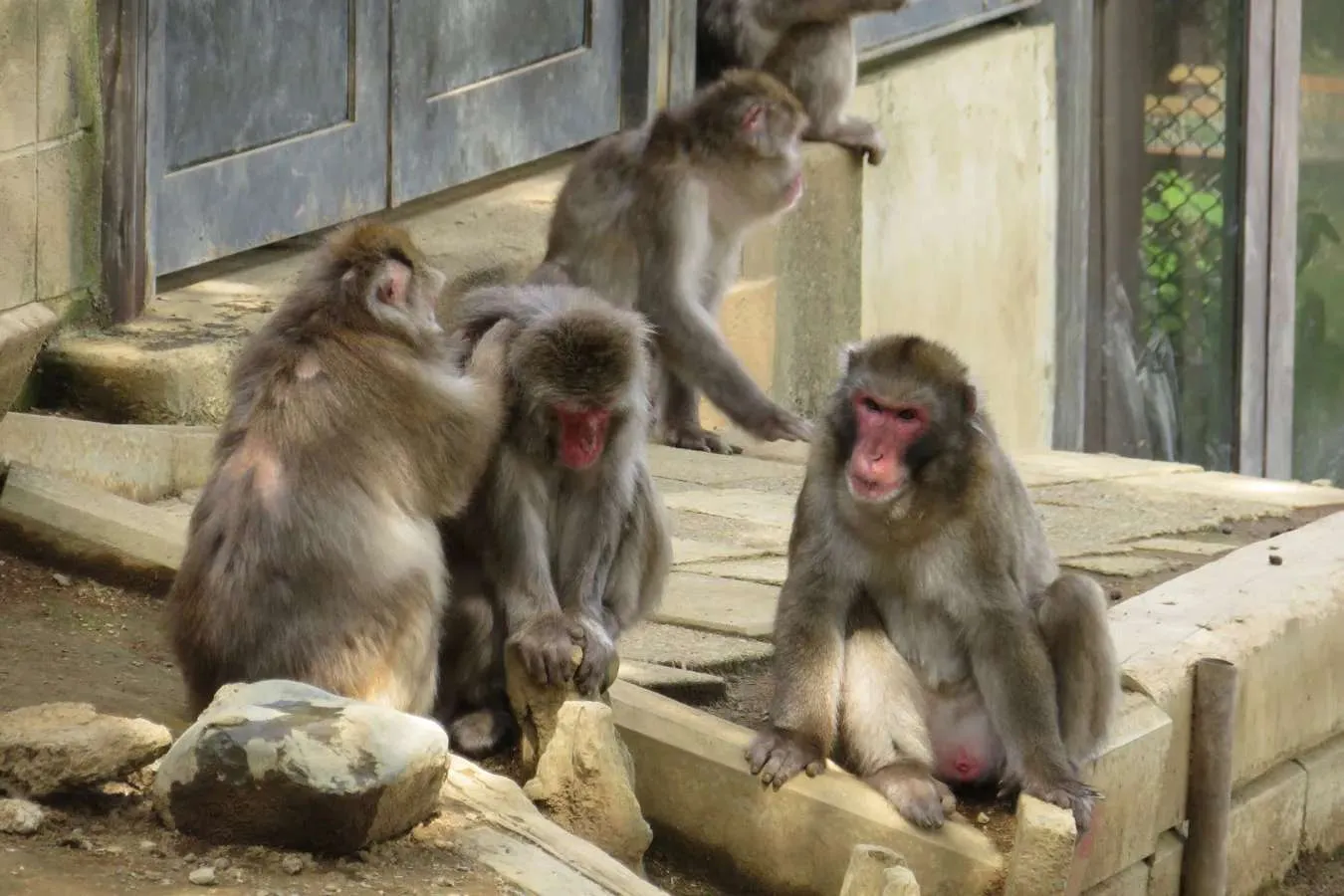 高尾山さる園・野草園