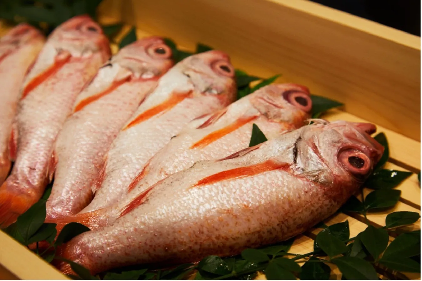 ▲島根県浜田のブランドのどぐろ「どんちっち」。その中でも時期や海域にまでこだわり、あぶらの乗ったのどぐろだけを厳選