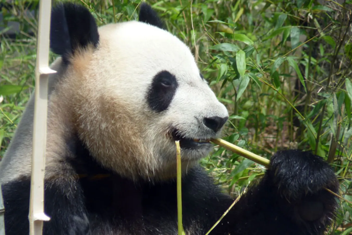 上野動物園に全部いる！通説「世界三大珍獣」とは_1613012
