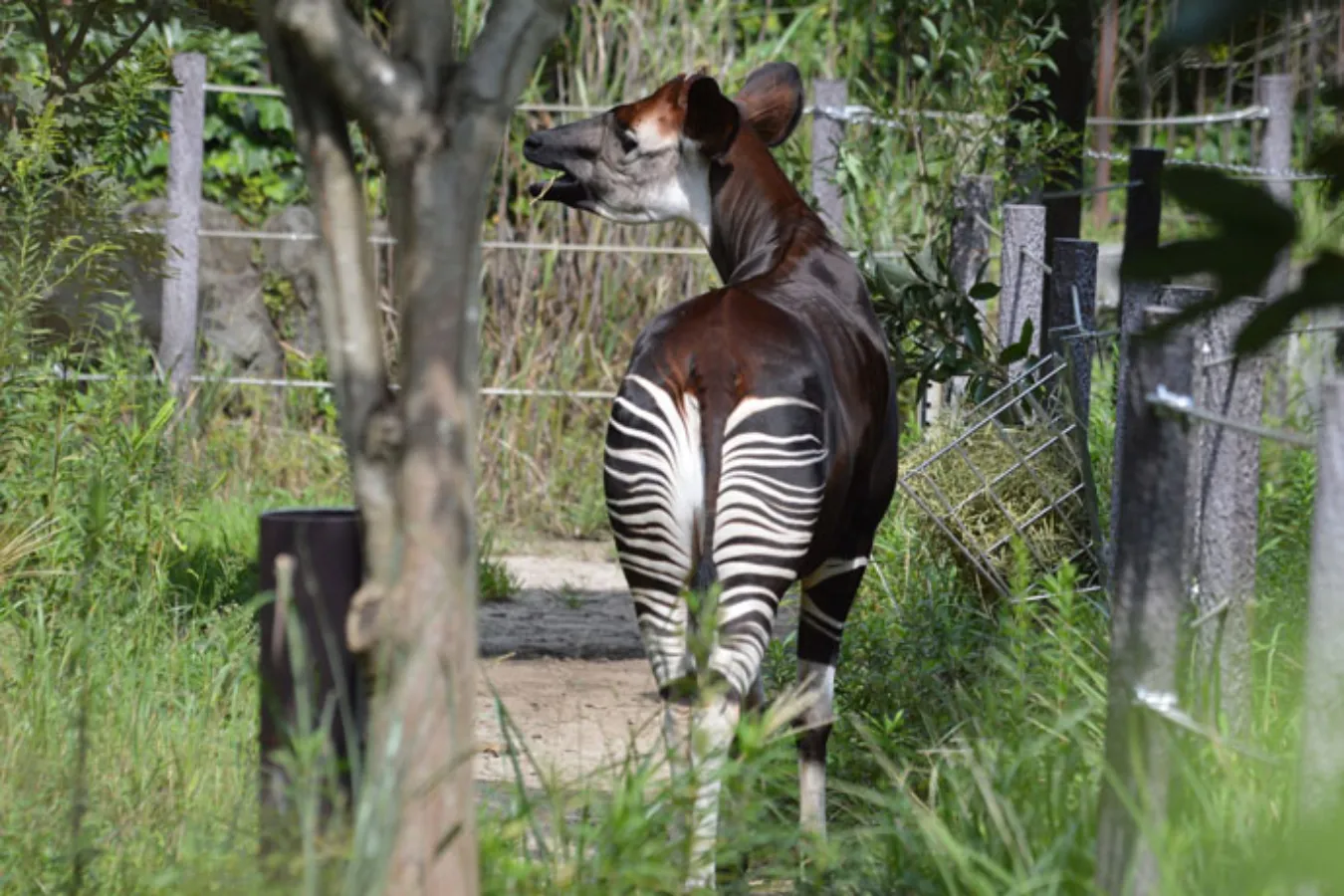 上野動物園に全部いる！通説「世界三大珍獣」とは_1613013