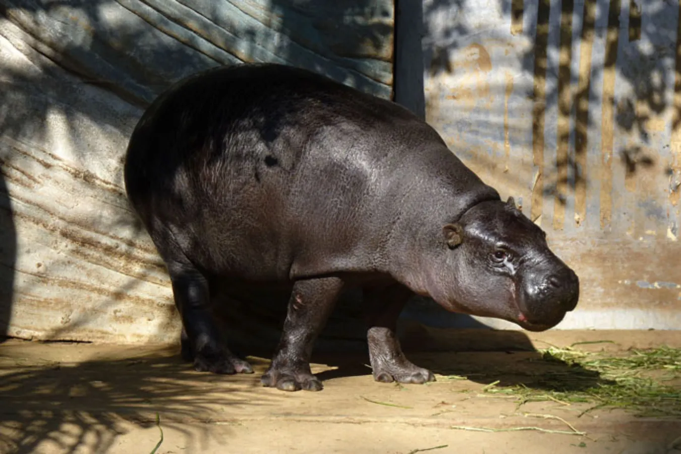 上野動物園に全部いる！通説「世界三大珍獣」とは_1613014
