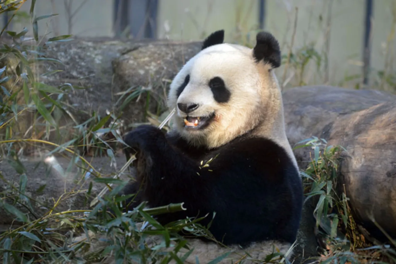 上野動物園に全部いる！通説「世界三大珍獣」とは_1613016