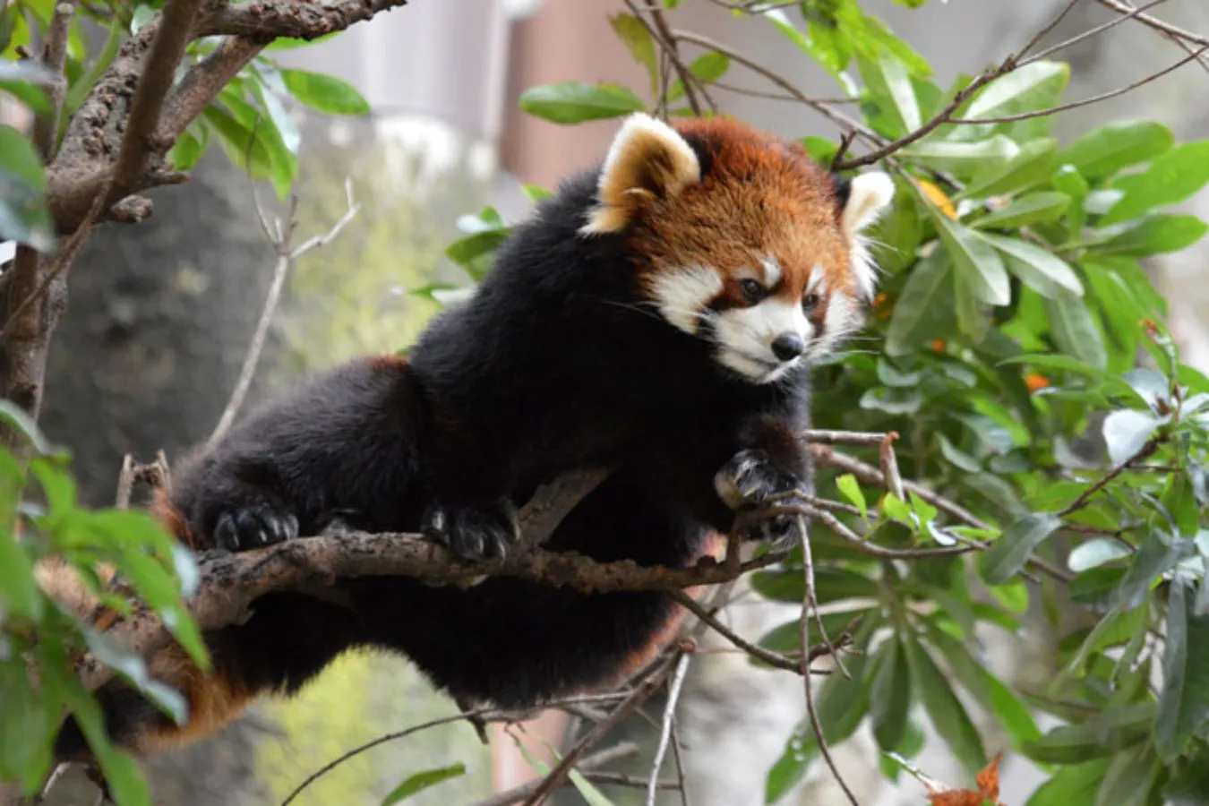▲最初は「パンダ」と呼ばれていたレッサーパンダ。上野動物園の西園にいます。