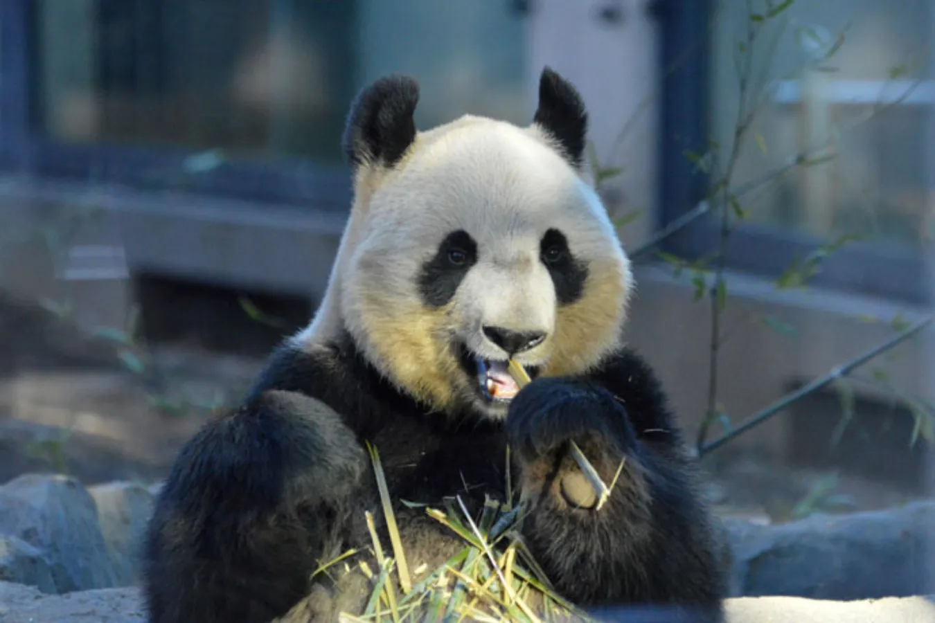 上野動物園に全部いる！通説「世界三大珍獣」とは_1613018