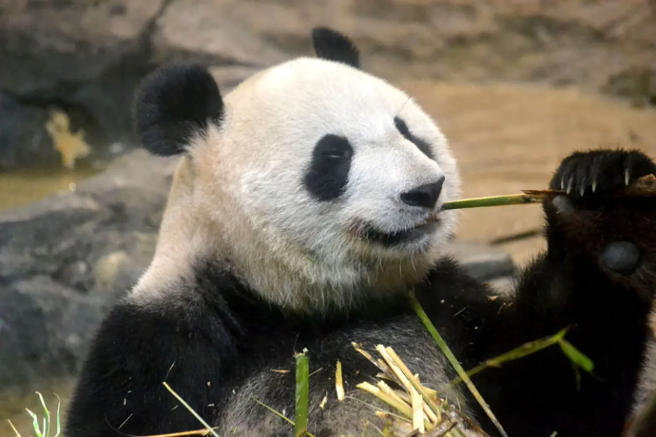 ▲おいしそうに竹をムシャムシャ。