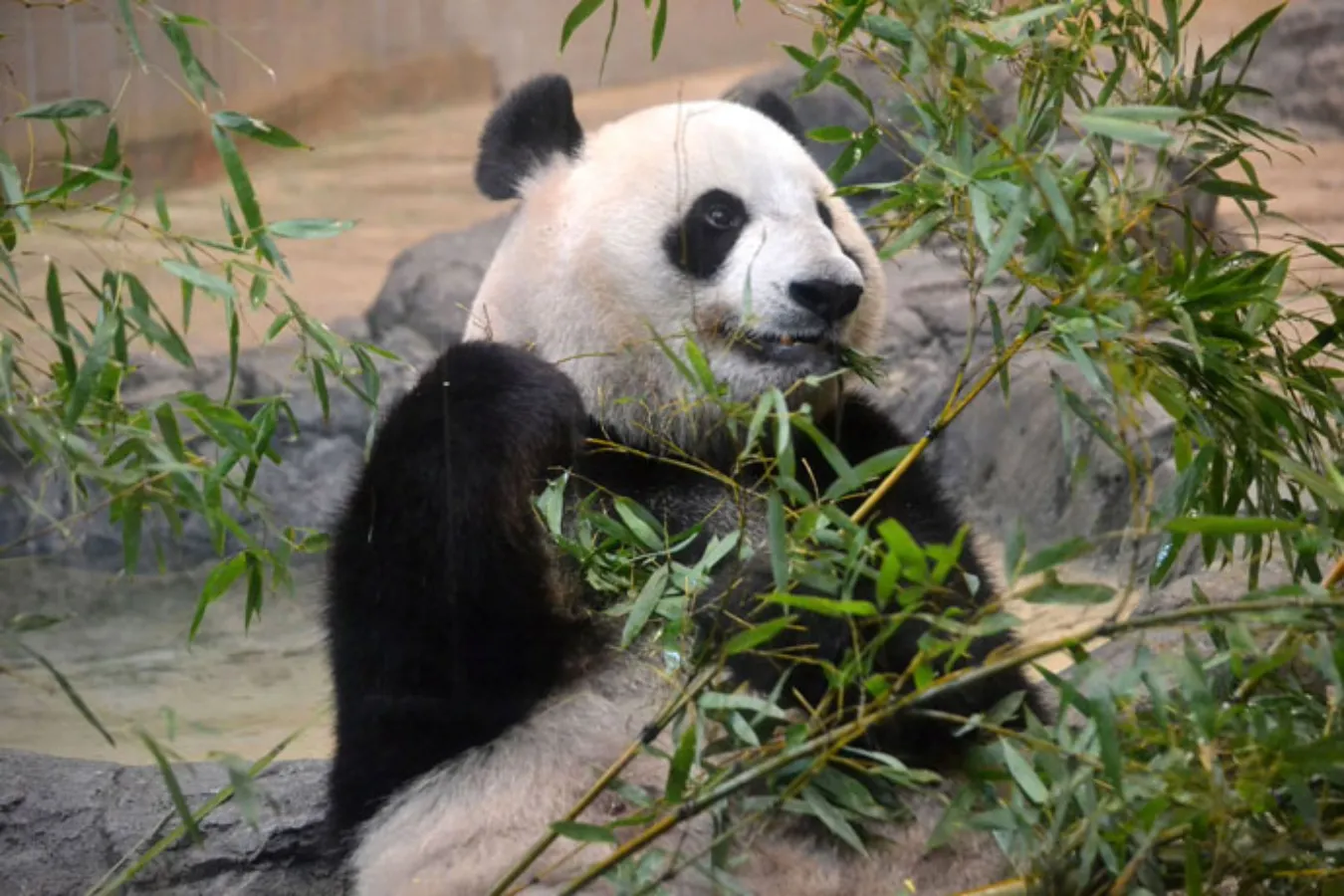 ▲食べるのが仕事の一つです。