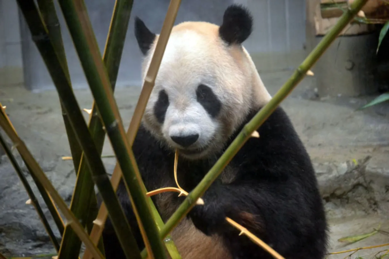 ▲竹細工職人ではありません。