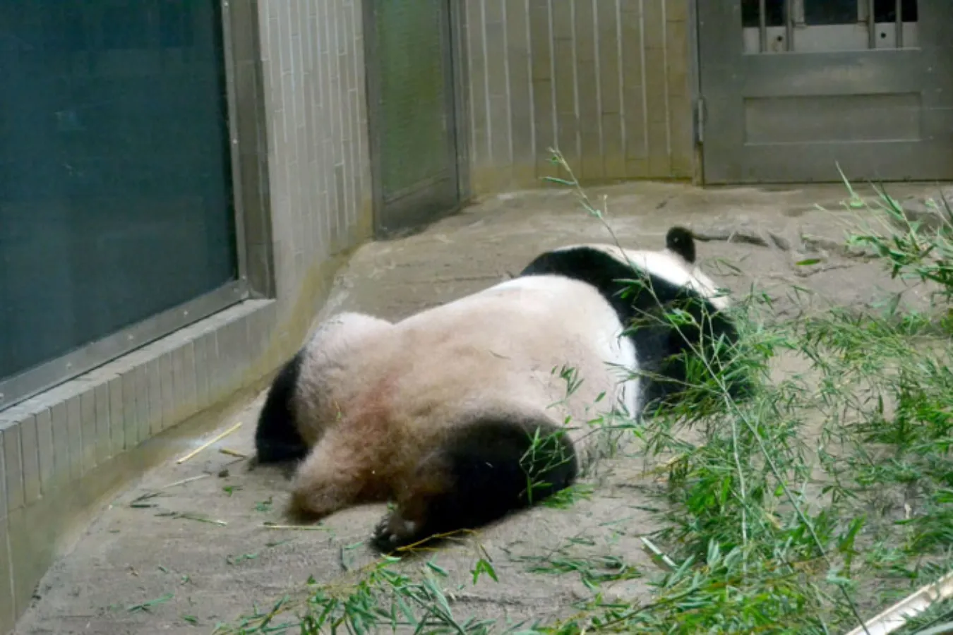 ▲尻尾は白色です。黒色ではありません。